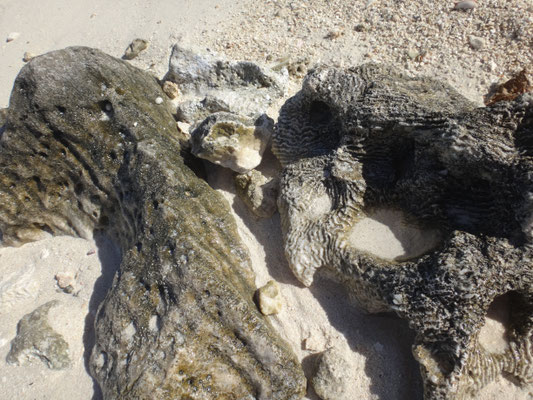 Versteinerte Korallen im Sand