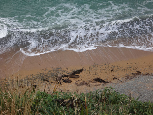 Die Seerobben liegen faul am Strand und genießen die Sonne