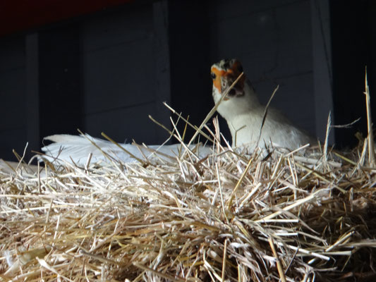 Im Stall hat sich eine Gans einen Ruheplatz gesucht und beäugt uns mistrauisch