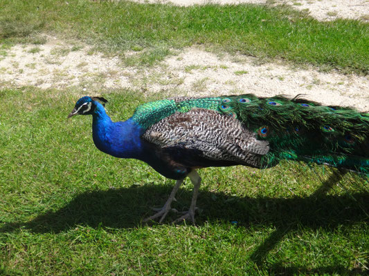 Windgeplagter Pfau