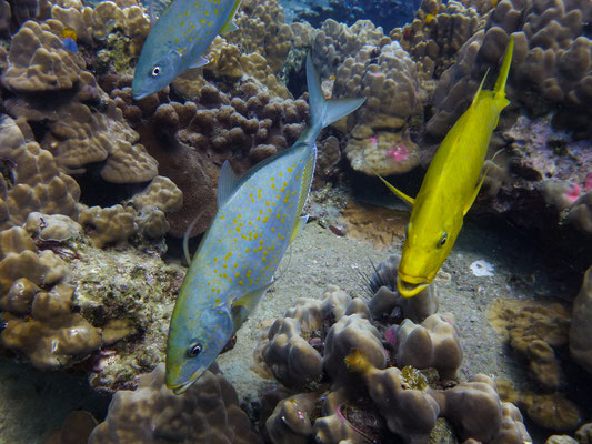 Bunte Korallenfische
