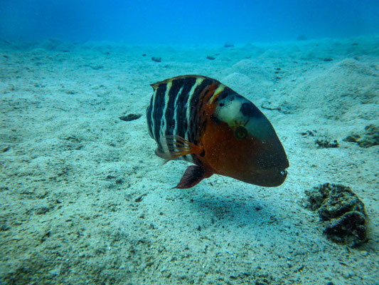 Ein Triggerfish!!! Der gefährlichste Geselle hier in der Gegend!