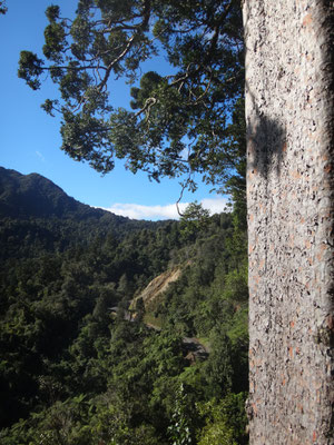 Ein Blick vorbei an der Baumwand ins Tal