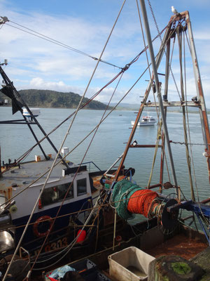 Fischerstillleben im Hafen von Raglan