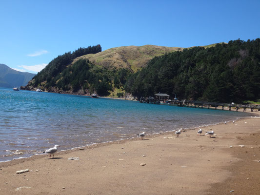 Am Strand von French Pass