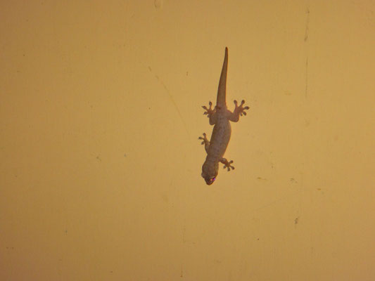 Ein Gecko im Restaurant... die gibts hier überall und sind ein Glückssymbol. Man kann sie sogar nachts öfter rufen hören