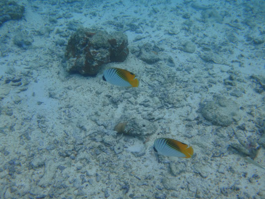 Zwei Butterfly Fische auf ihrem Weg durch den Ozean