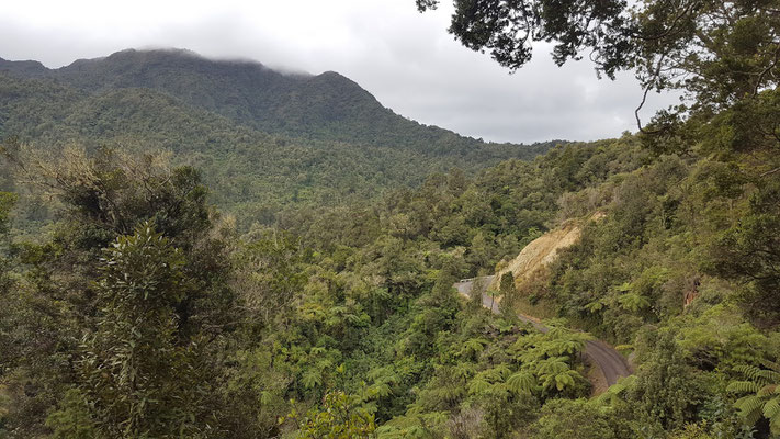 Ausblick vom Square Kauri Baum