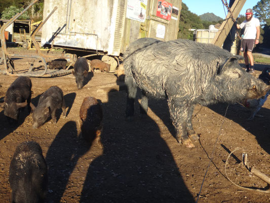 Schweine über Schweine... Aber Kai hat das Kätzchen sofort entdeckt