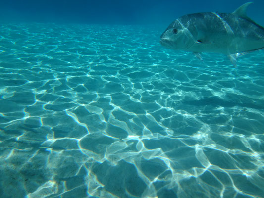 Kreuzende Schwimmwege mit dem Thunfisch