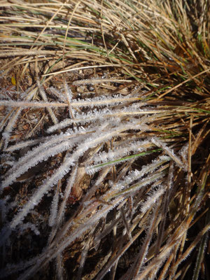 Frost überzieht die Graslandschaft