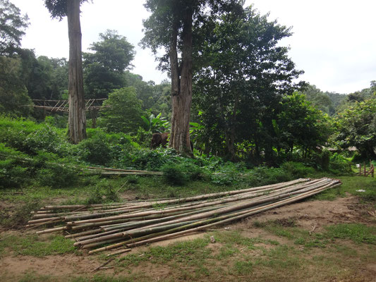 Zum Trocknen und für den Bau weiterer Floße liegen die riesigen Bambusstangen hier bereit.