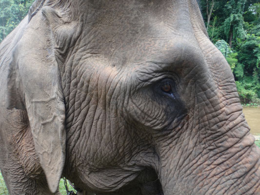 Auge in Auge mit einem Elefant