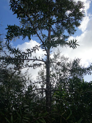 30 jähriger Kauri Baum