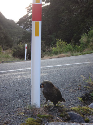 Ein Kea bei der Lieblingsbeschäftigung: An Kunststoff knabbern ... 