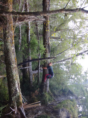 Vielleicht die Kräfte, die man plötzlich hat, sobald man den Baum berührt... es war ein Leichtes sich daran festzuklammern...