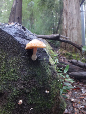 Eine herbstliche Waldwanderung