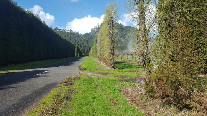 Riesengroße Hecken schützen die Kiwipflanzen vor dem Wind