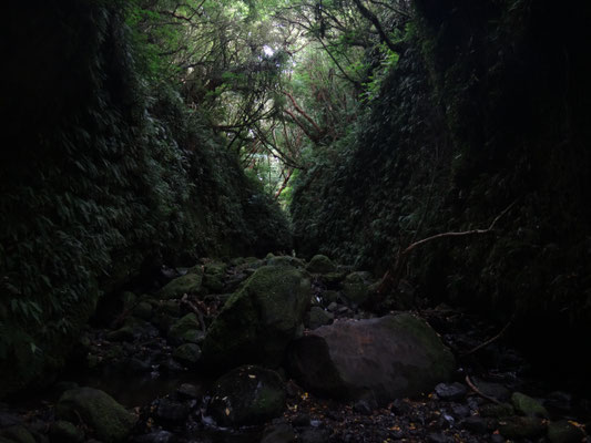 Im Leith Valley: bei hellichtem Tag und gutem Wetter eine mystische Dunkelheit :) ... aber nicht dunkelt genug, um Glühwürmchen blinken zu sehen...