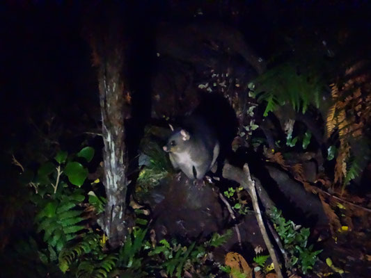 Ein sehr lebendiges Possum noch dazu... mal nicht breit gefahren... auch wenn sie hier eine Plage sind: wir mögen sie :)