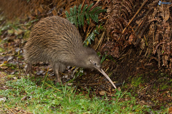 Mister Kiwi (ein Bild von der PP Präsentation)... man sieht sogar die Ohren ;)