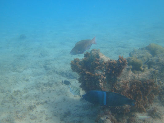 Wieder einer der größeren Fische