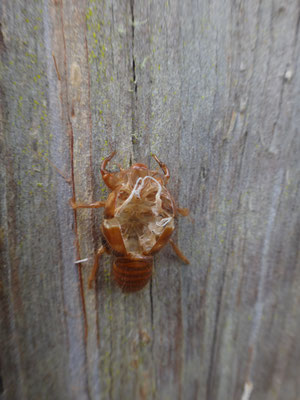 Überall an den Bäumen fanden wir diese merkwürdigen Insekten... tot und mit einem Loch in der Mitte... aufgegessen von Vögeln? Oder ist daraus etwas geschlüpft? Wir wissens nicht. 