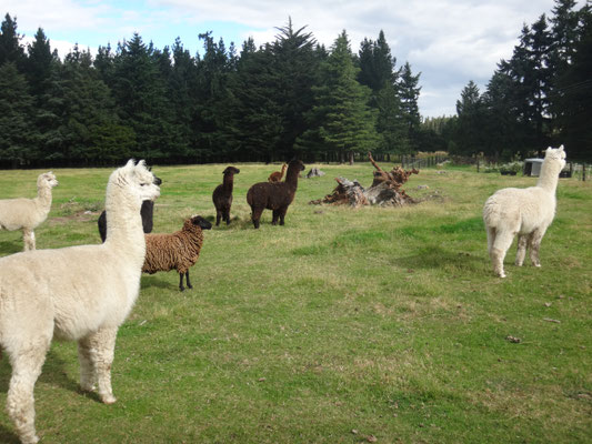 Ein paar Schafe, die sich als Alpacas tarnen?