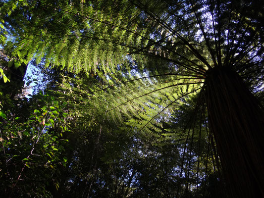 Wanderung durch Farnwälder im Pelorus Scenic Reserve