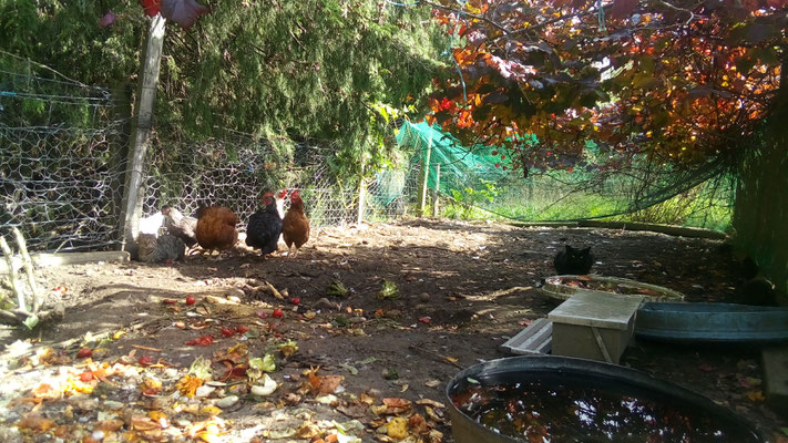 Die Katzen, die sich als Hühner tarnen (und von diesen in ihrer Gruppe auch akzeptiert werden!)... Beim Holzstapeln beobachteten sie ganz genau, was wir tun.