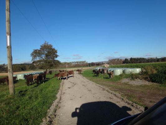 Fahrt durch die Kuhweide