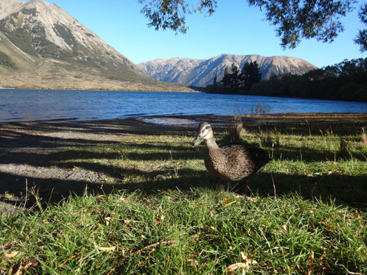 Eine neugierige Ente am Lake Pearson