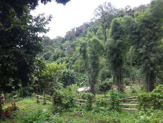 Bambusriesen und Bauernzäune