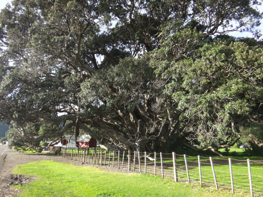 Zu groß fürs Bild: Pohutukawa Tree