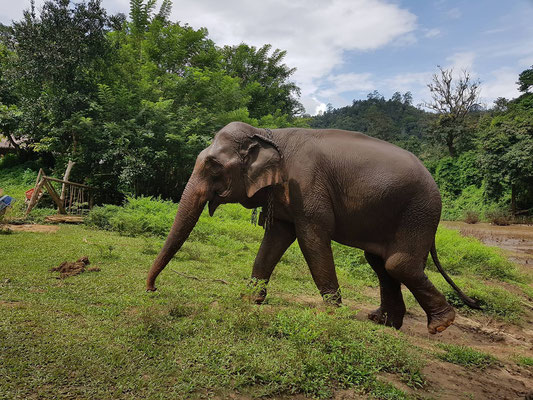 Auf Wiedersehen lieber Elefant