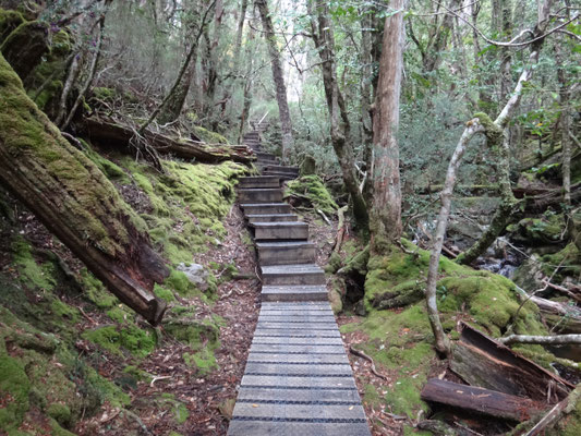 Schließlich sind wir im Wald angekommen