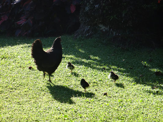 Familie Huhn mit ihrem Nachwuchs hat sich unseren Garten als perfekte Kinderstube ausgesucht. Das ist ein Gepiepse.