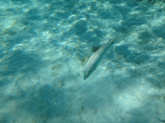 Es gab immer neue Fische zu bestaunen