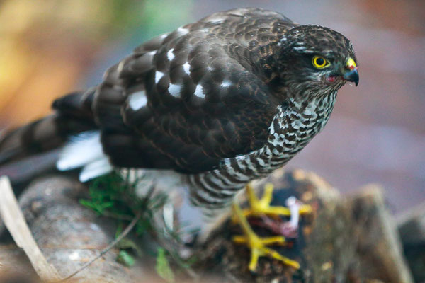 Sperber (Accipiter nisus)