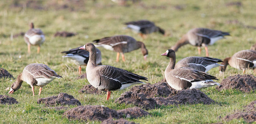 Blässgans (Anser albifrons)