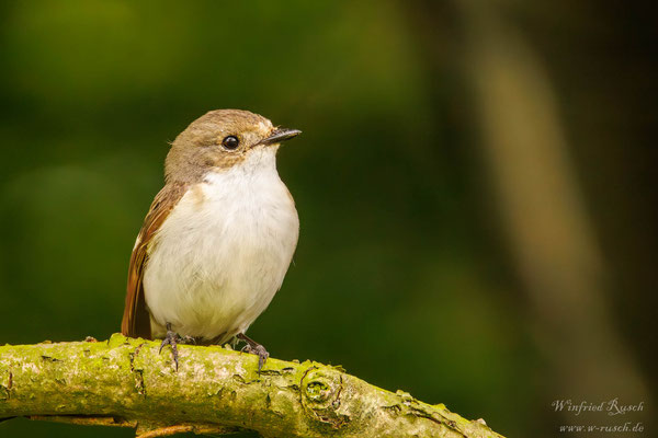 Trauerschnäpper (Ficedula hypoleuca)