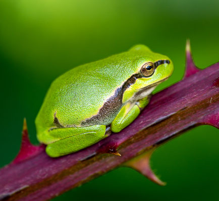 Europäische Laubfrosch (Hyla arborea) 