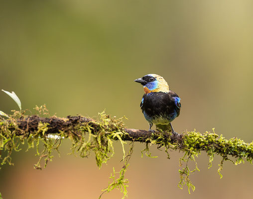 Purpurmaskentangare (Stilpnia larvata)