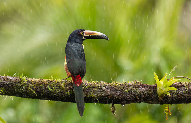 Halsbandarassari (Pteroglossus torquatus) 