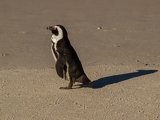 afrikanische Pinguin ( Spheniscus demersus) oder Kappinguin