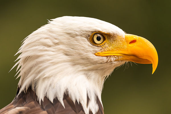 Weißkopfseeadler (Haliaeetus leucocephalus) 