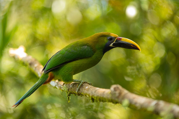 Blaukehlarassari (Aulacorhynchus caeruleogularis)