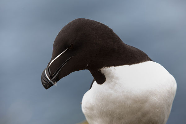 Tordalk (Alca torda)