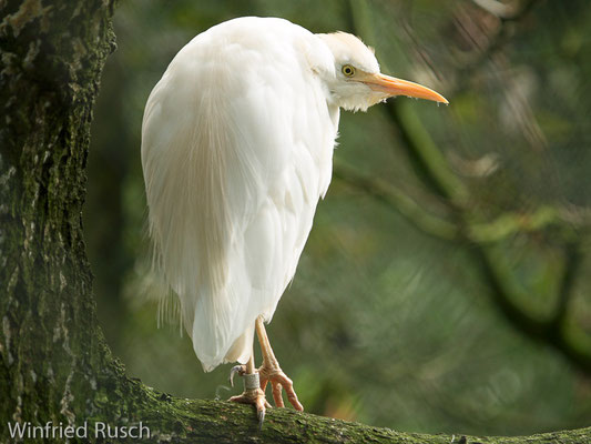 Kuhreiher (Bubulcus ibis)