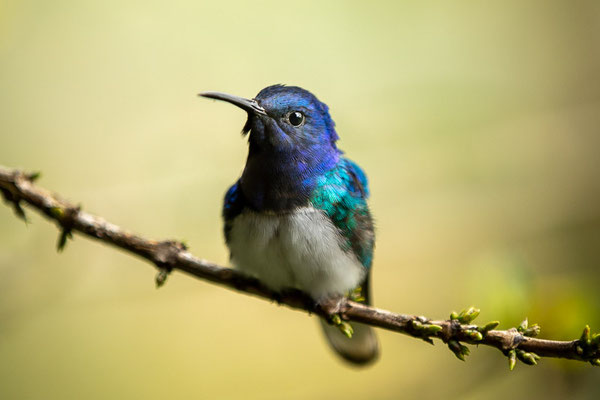 Weißnackenkolibri (Florisuga mellivora)